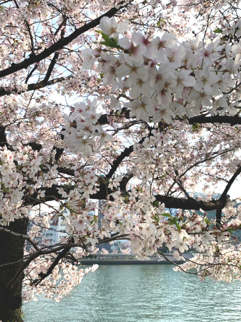 桜のきれいな中之島 